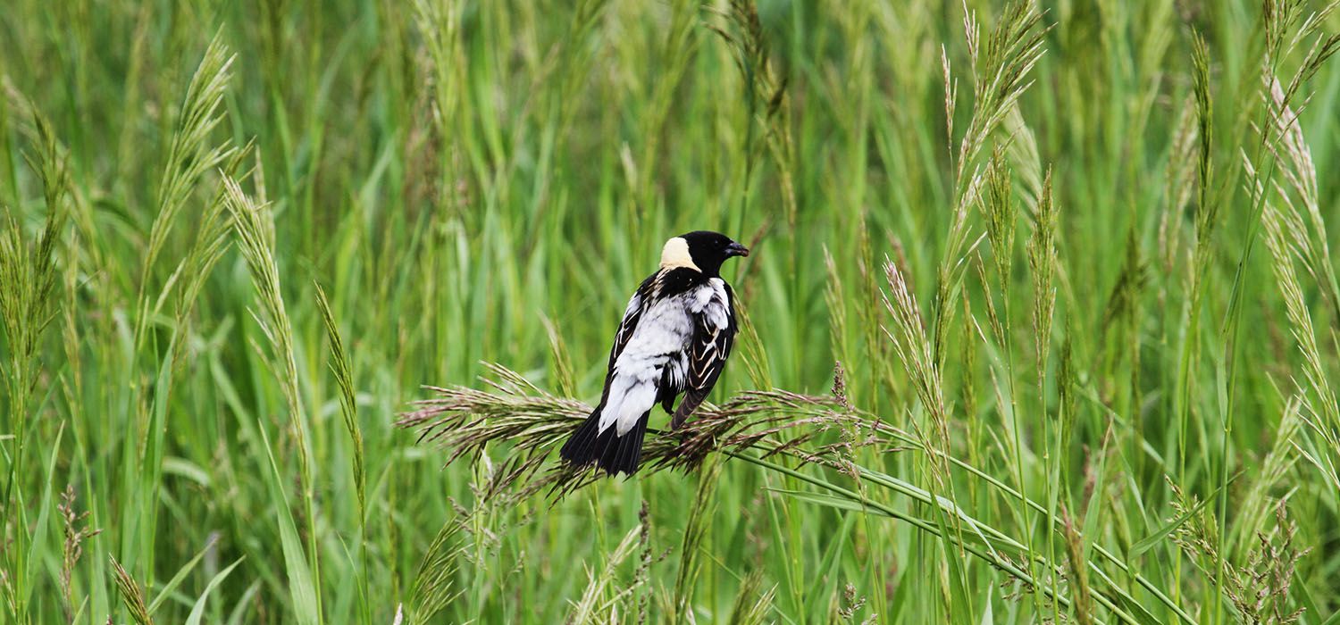 bobolink habitat