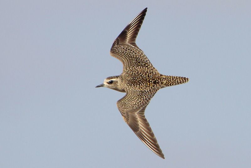 American Golden-Plover (non-breeding)