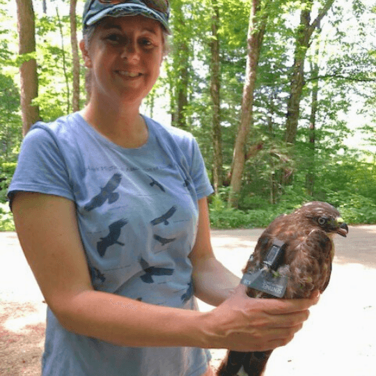 Hawk Migration Association 