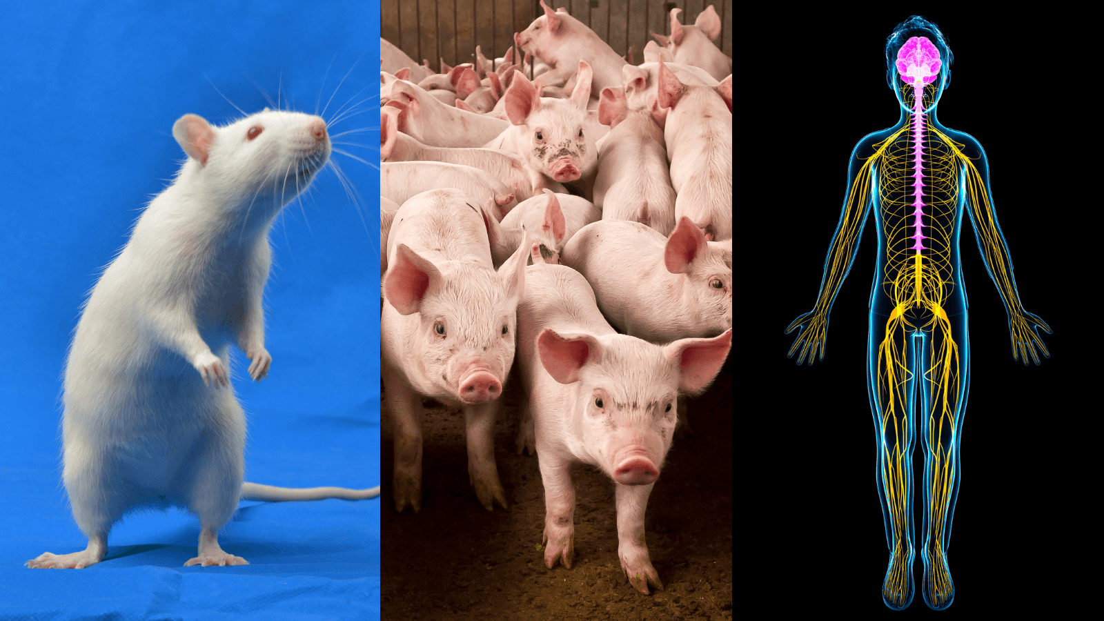 images of a rat, some pigs, and a human form with nerve endings