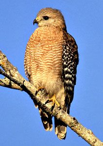 Red-shouldered Hawk