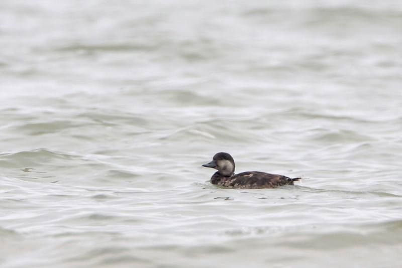 Black Scoter