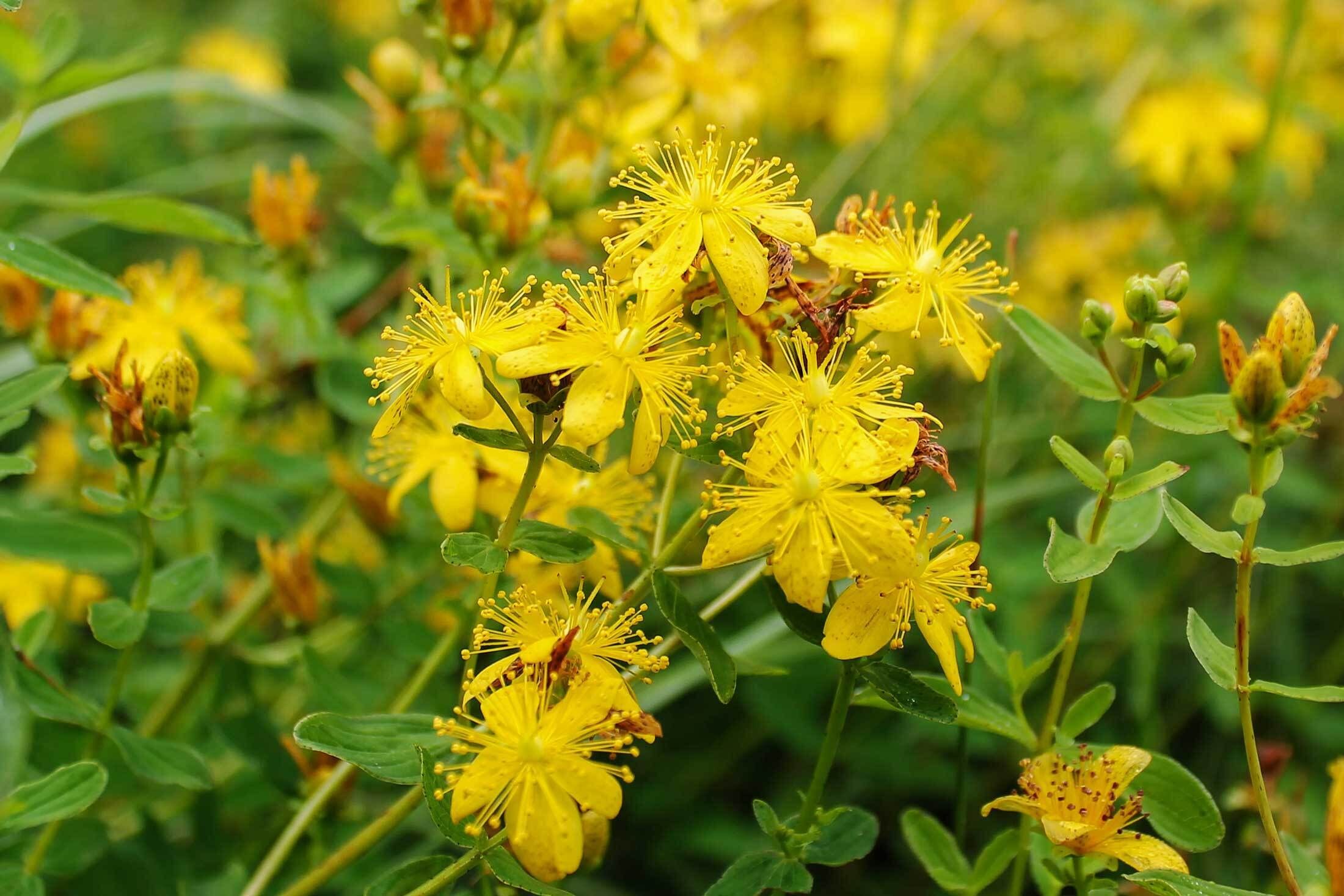 St Johnswort