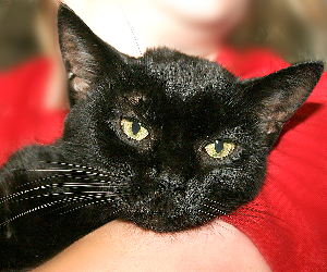 CLEO