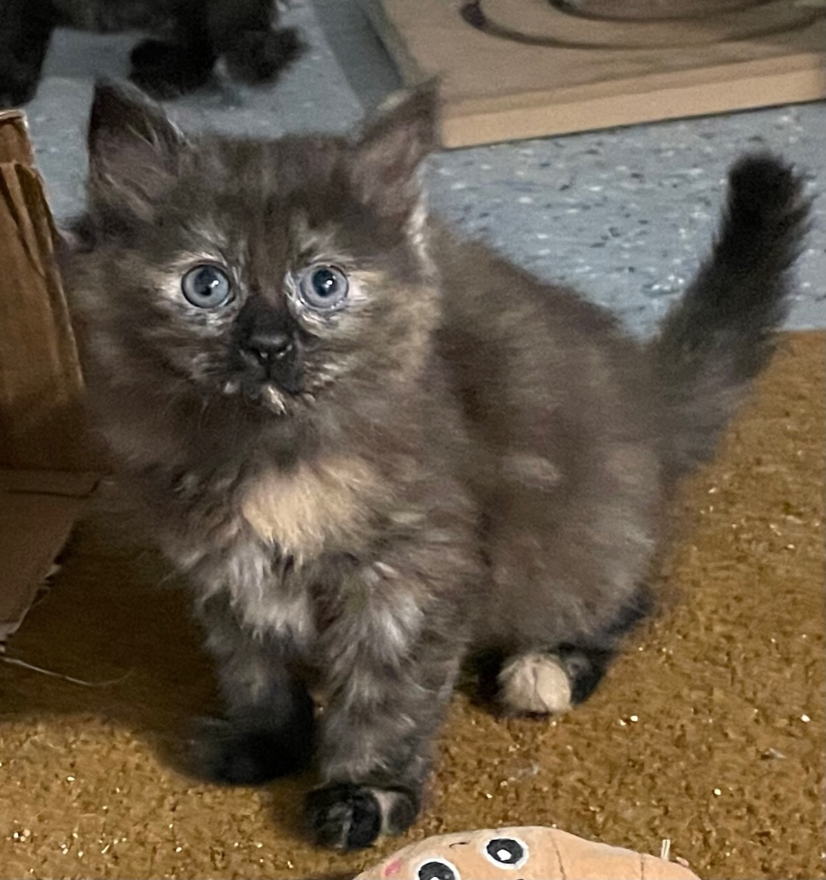 Clover - Adoption Pending