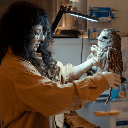 Congress of the Birds