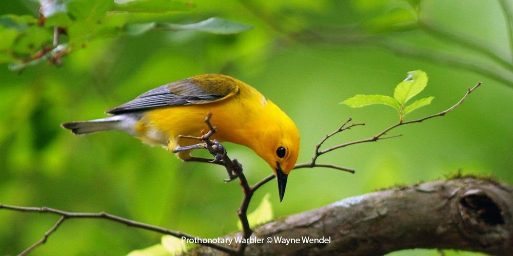 Prothonotary Warbler