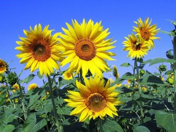 Sunflowers and Sunshine
