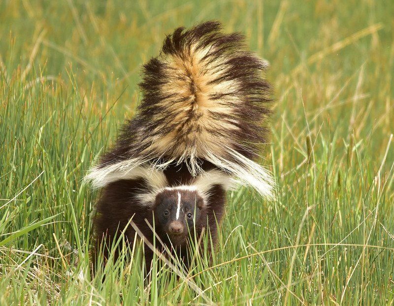 Skunk facing forward with tail up