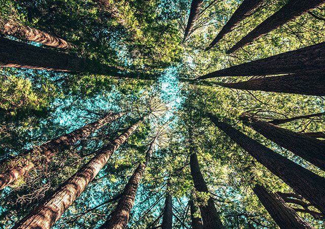 Happy Arbor Day Events