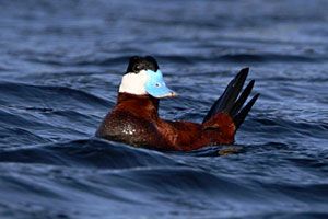 Ruddy Duck 