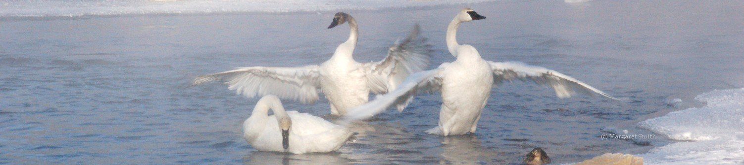 Your tax deductible year end donation helps education and outreach programs about Trumpeter Swans