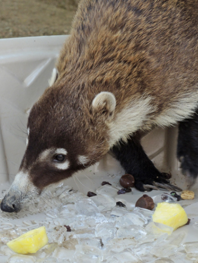 Peanut the coatimundi sniffs around an ice-filled plastic pool for tasty treats like grapes and chunks of pineapple