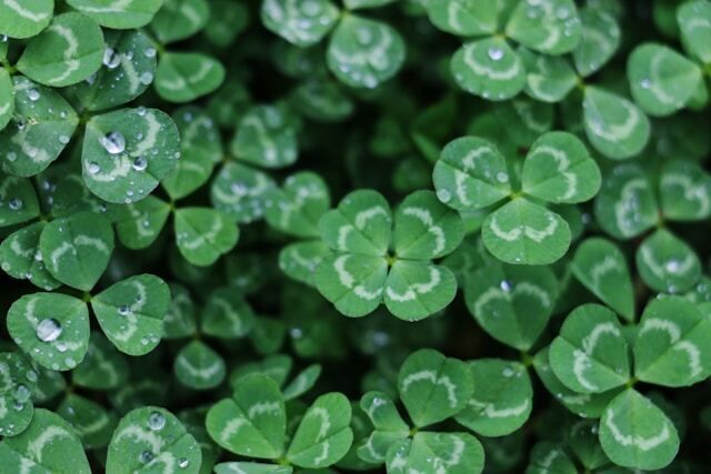 Celebrate St. Patrick’s Day by Going Green