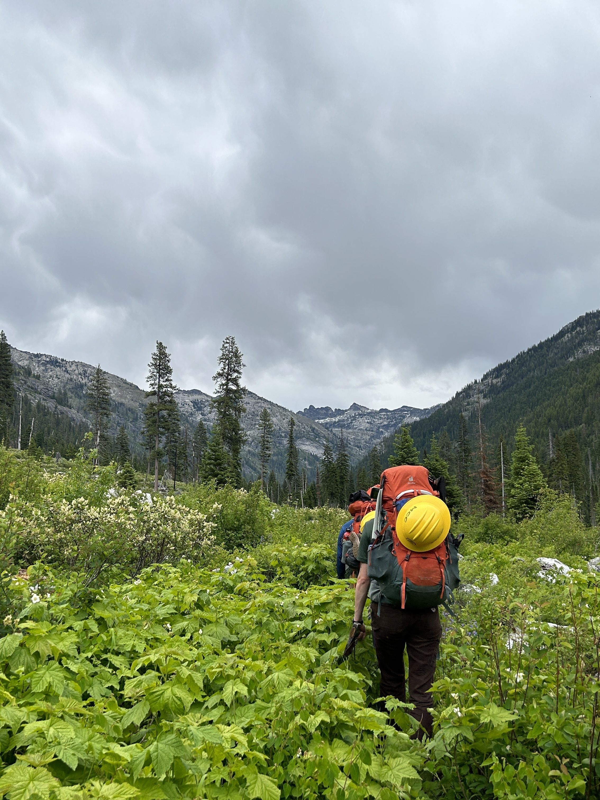 A crew walks away from the camera in a field of tall leaves and brush.