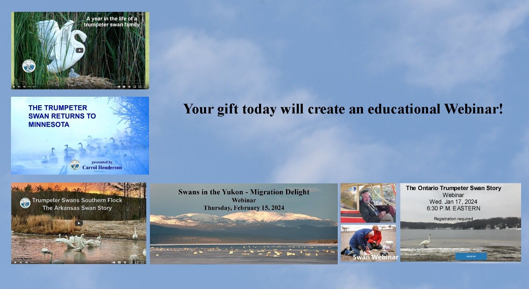 Your gift will create an educational webinar about swans