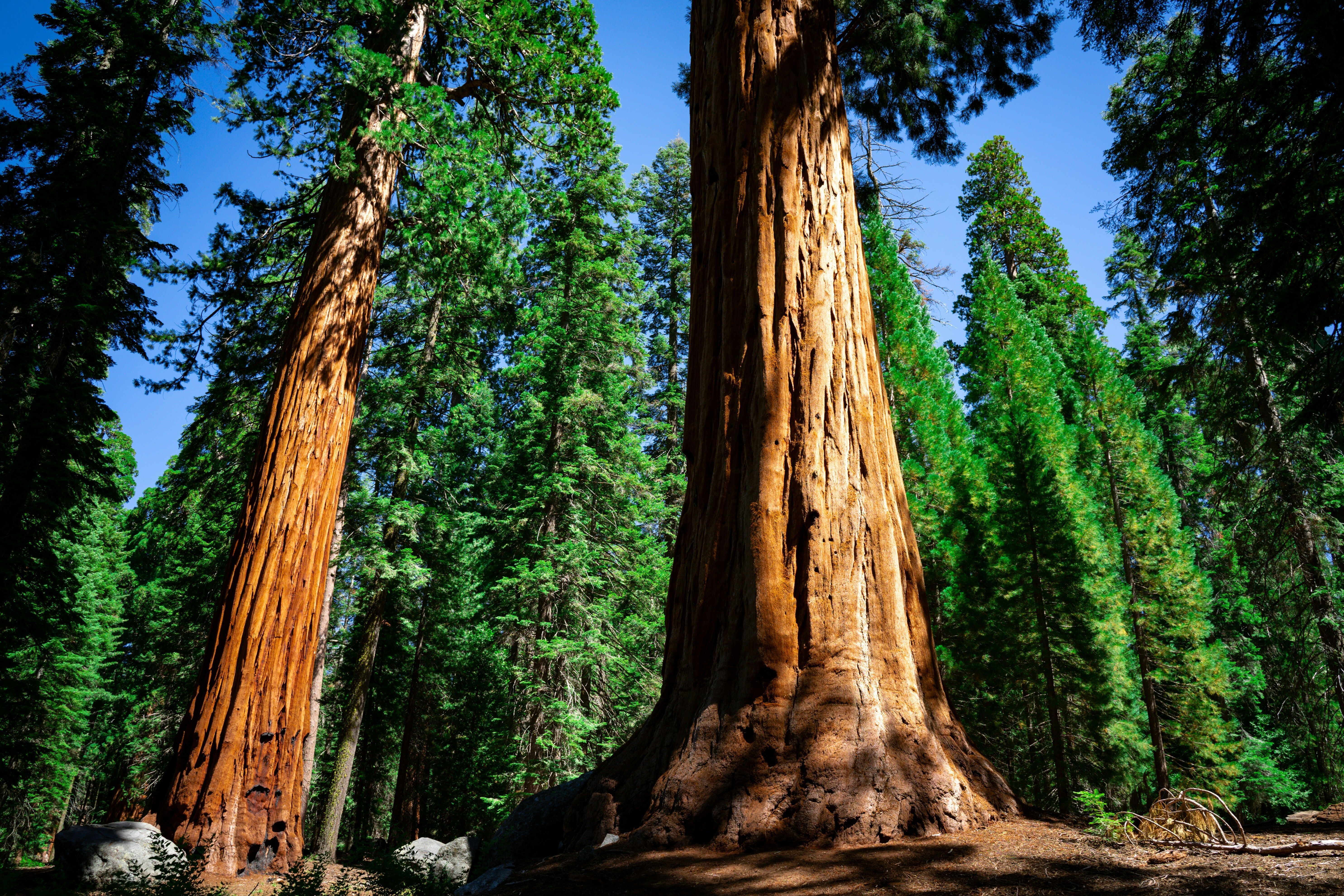 Sequoia