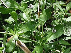 Texas Frog-fruit