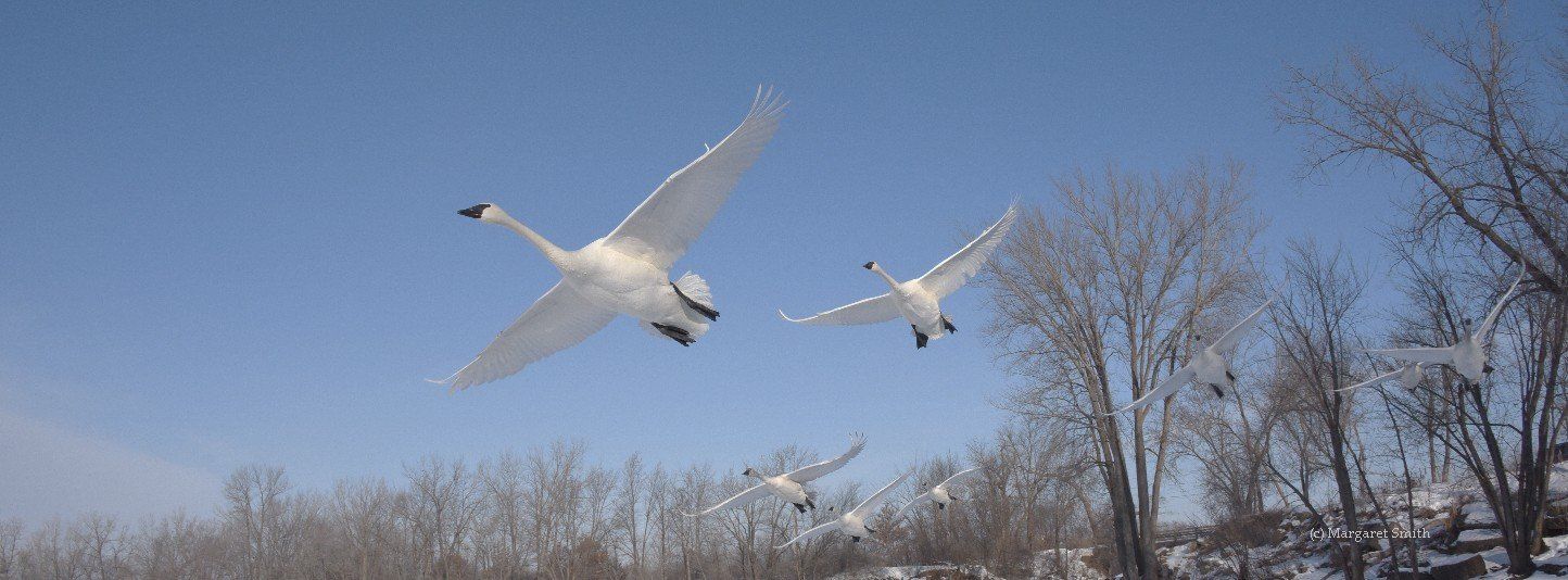 The Trumpeter Swan Society works across North America's 4 flyways