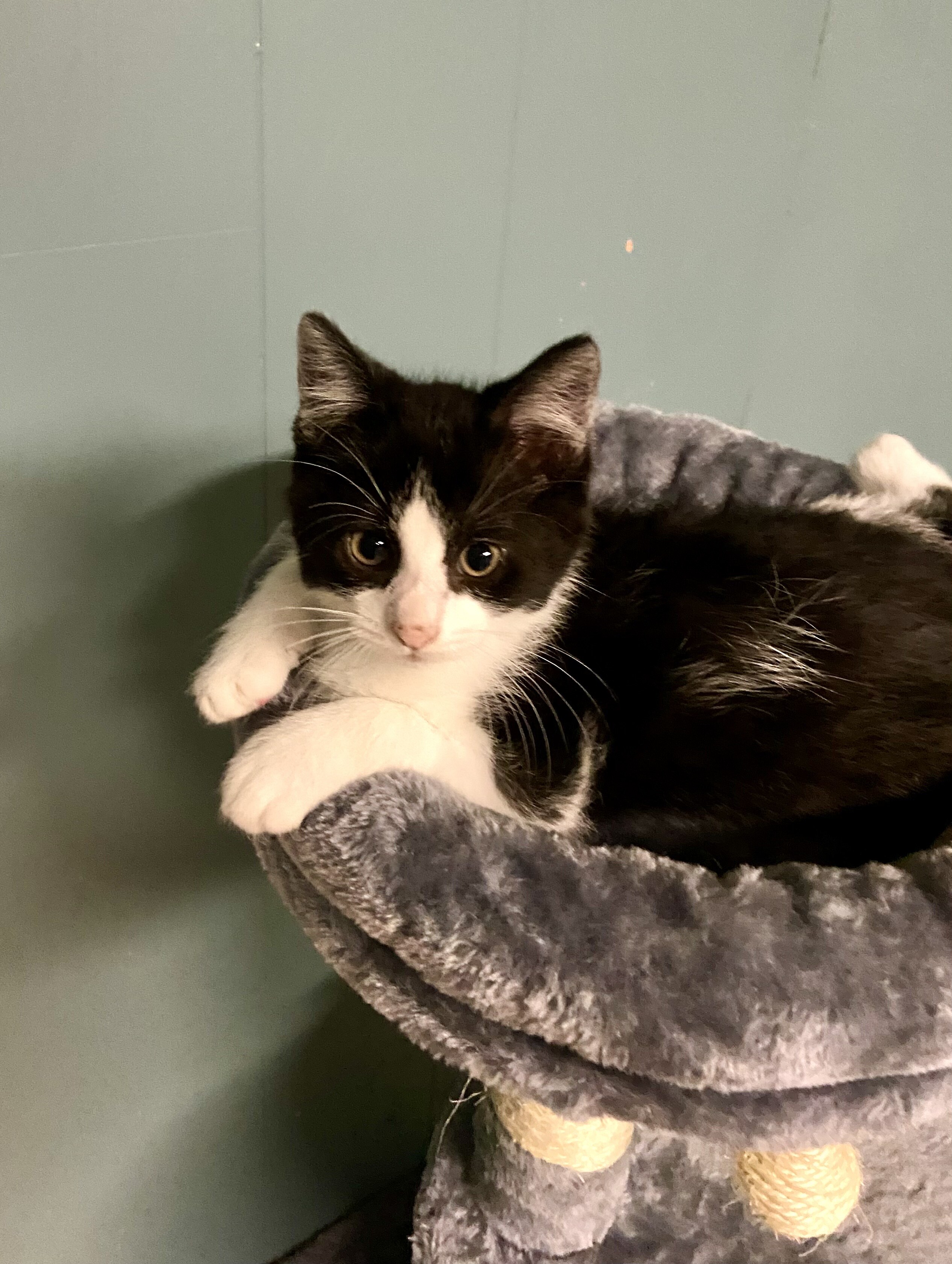 Rocket - ADOPTION PENDING