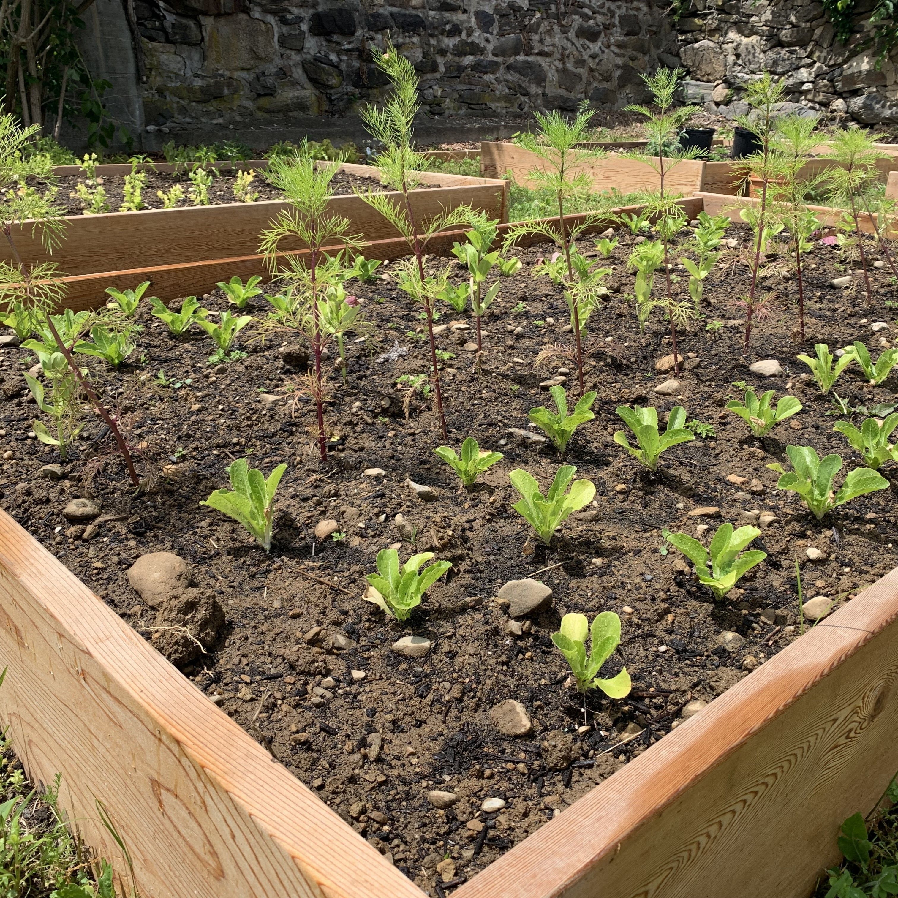 Hilltop's Education Garden is Growing Fast!