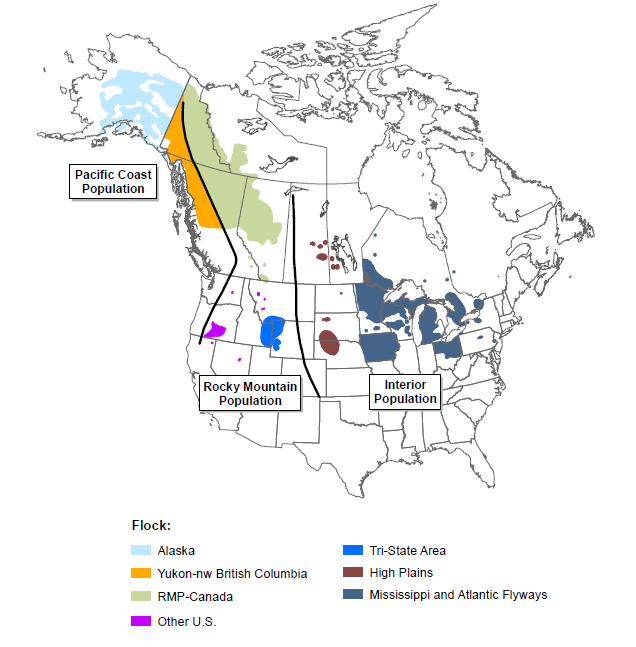 Swan populations, including the Rocky Mountain Population
