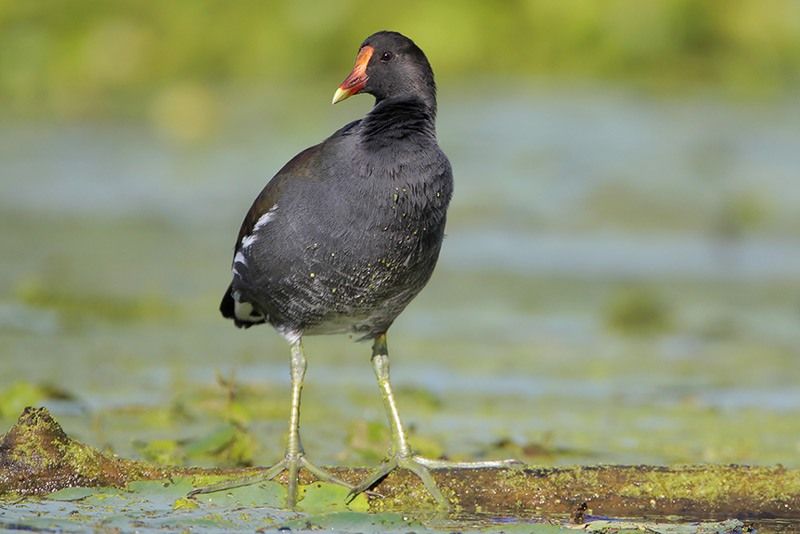 Common Gallinule