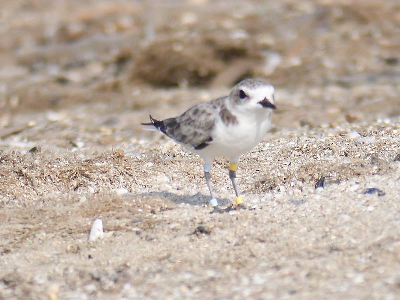 Snowy Plover on Bolivar Flats