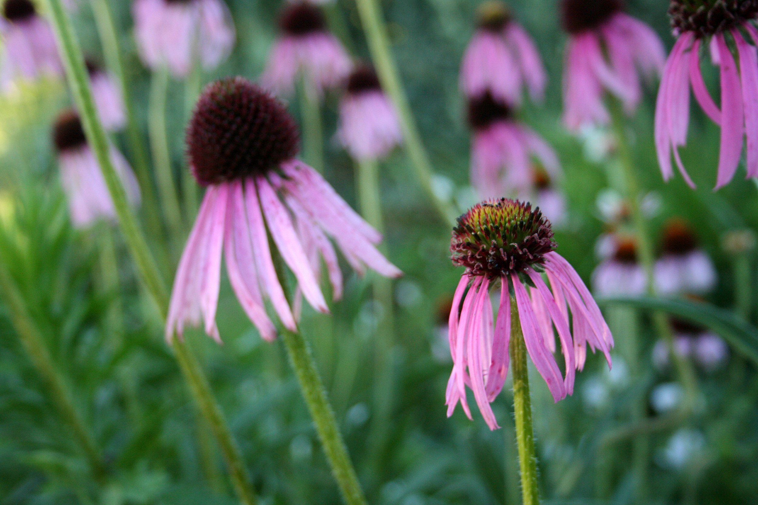 Wildflower Week