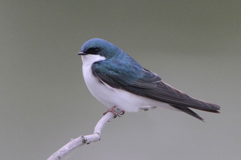 north texas tree swallows