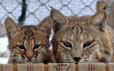 Bobcat kitten with foster mother Southwest Wildlife