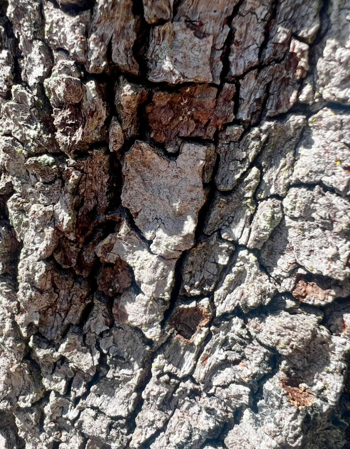 Bark heart by Isabel Bucher