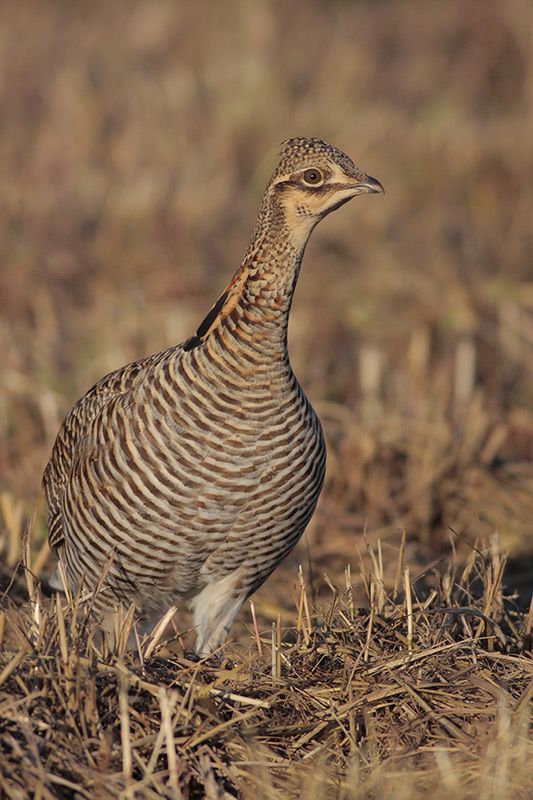 Attwater's Prairie-Chicken