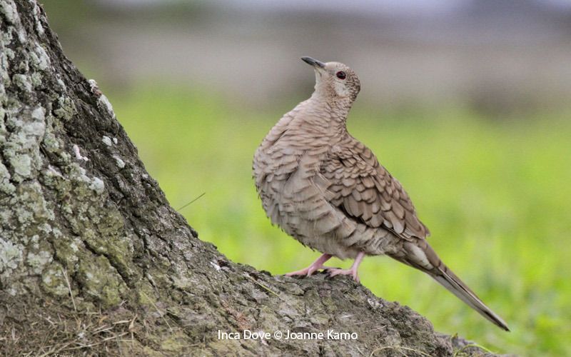 Inca Dove