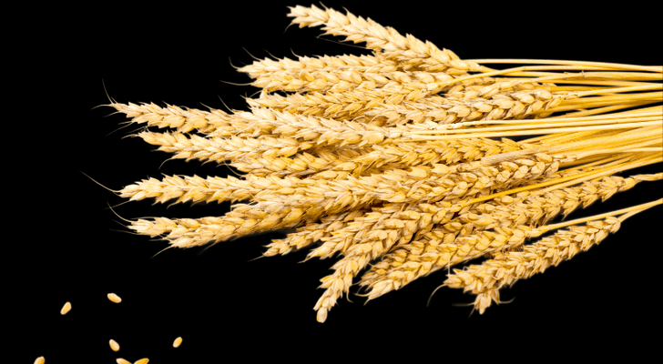 Bundle of dried wheat.