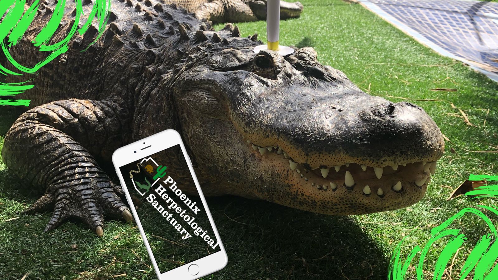Wildlife Rescue & Non Profit Phoenix | Phoenix Herpetological Sanctuary