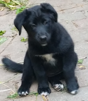 Cashmere - ADOPTED