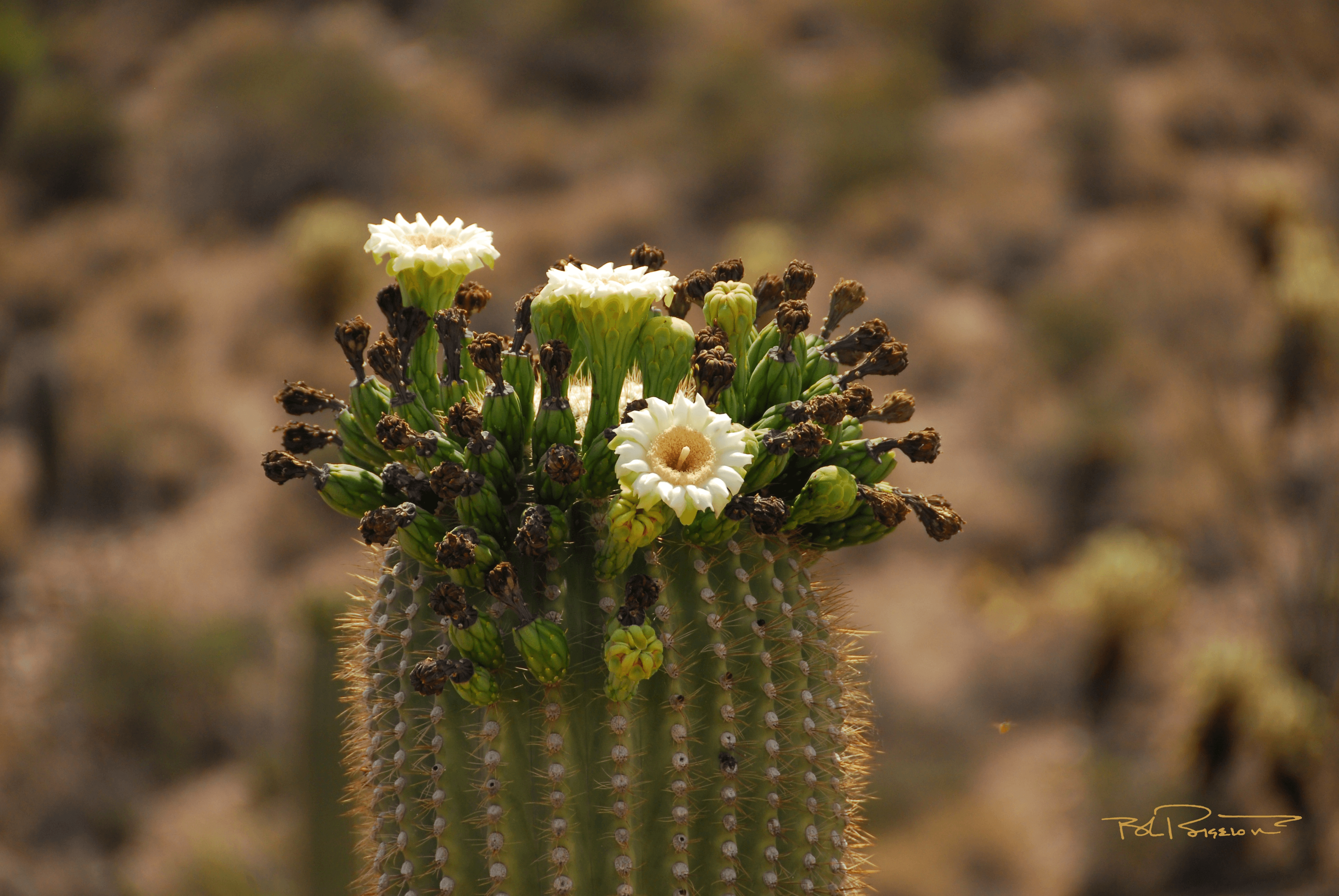 Saguaro Blossom 1