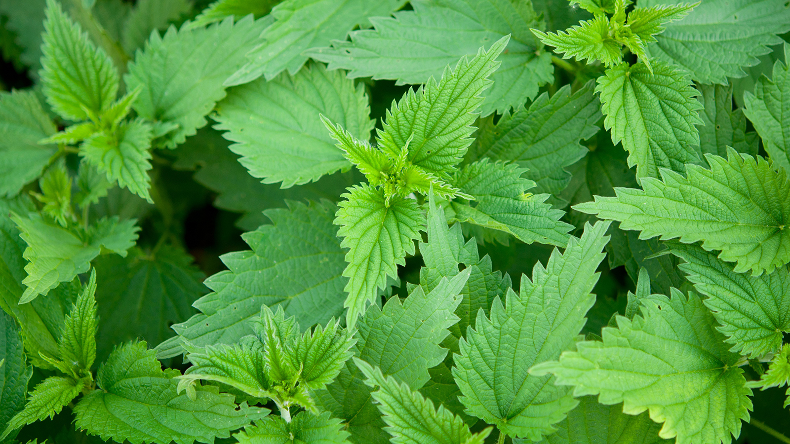 Botanical Allies for Allergies: Nettles