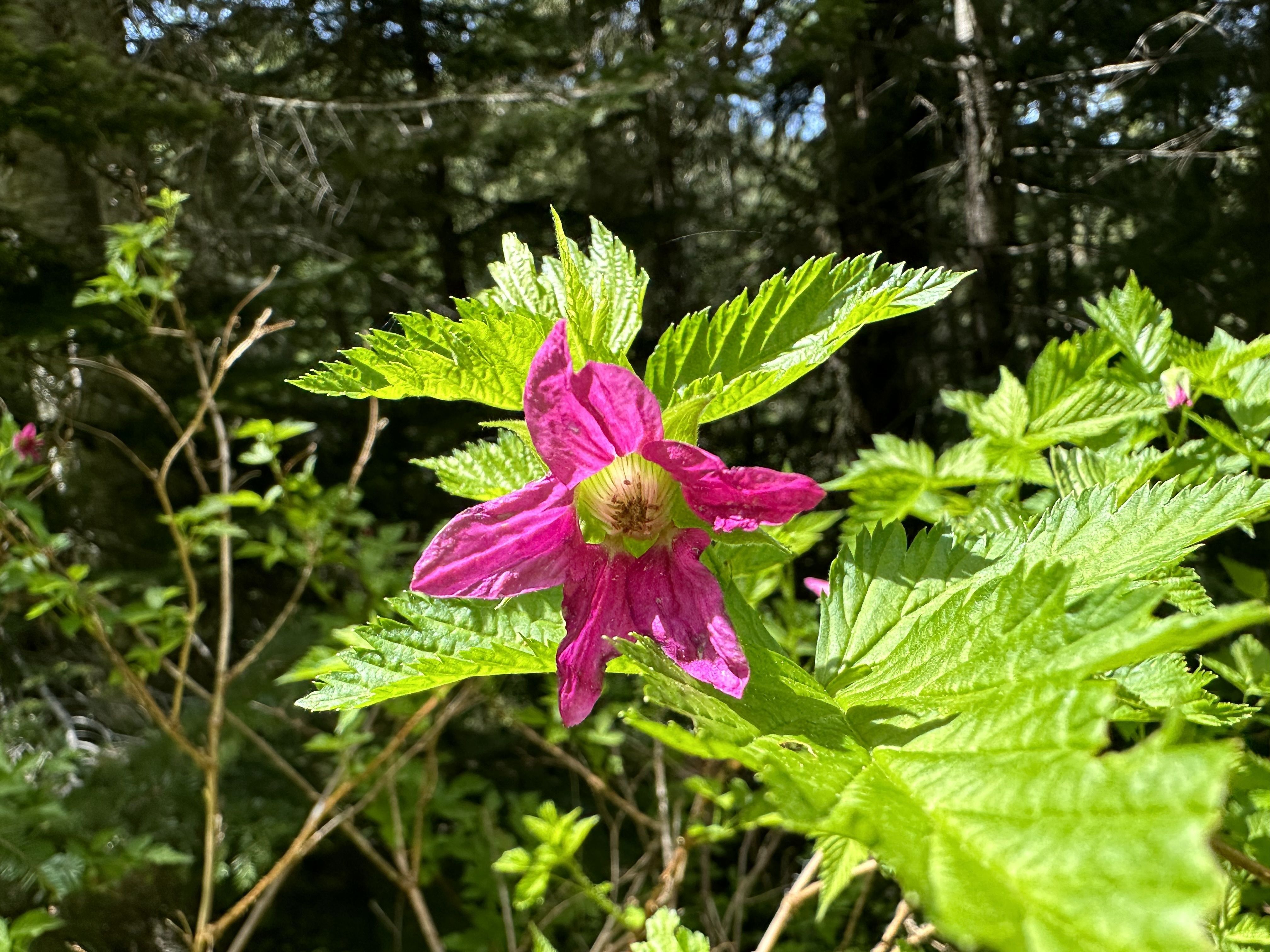 Wild Rivers Land Trust Spring Newsletter