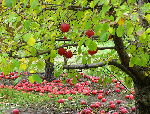 Learn the Art and Science of Pruning