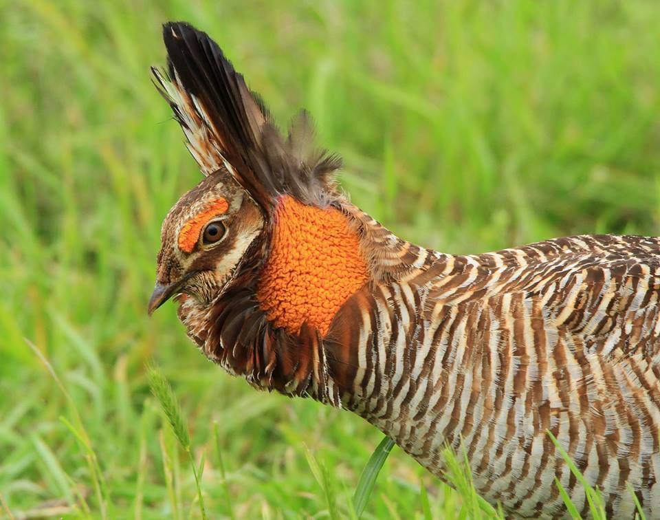 Attwater’s Prairie-Chicken