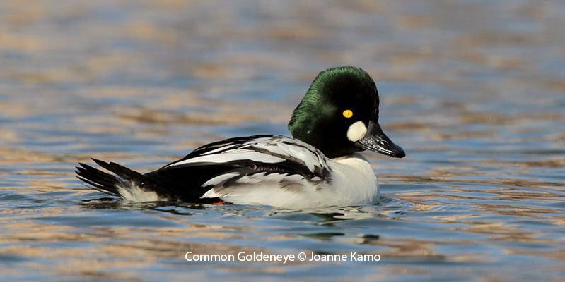 Common Goldeneye