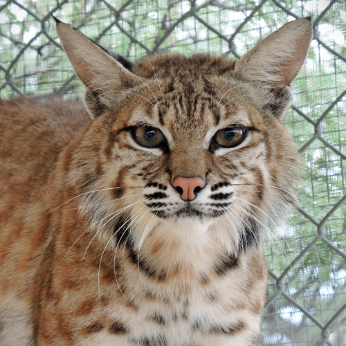Dizzy the Bobcat Becomes a Foster Mother