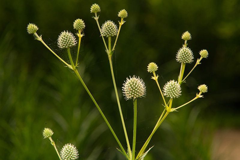 Rattlesnake Master