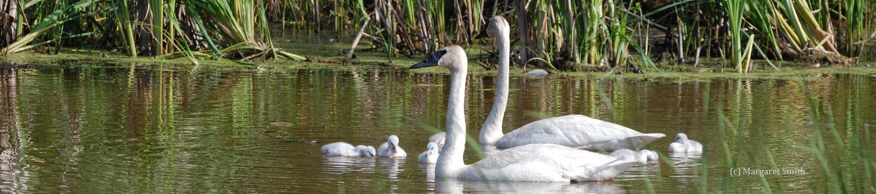 Your tax deductible donation will fund a Trumpeter swan sighting for reporting