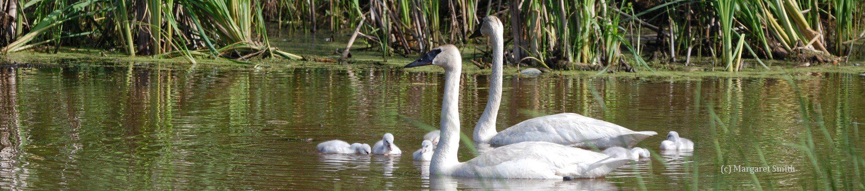 Your tax deductible donation will fund a Trumpeter swan sighting for reporting