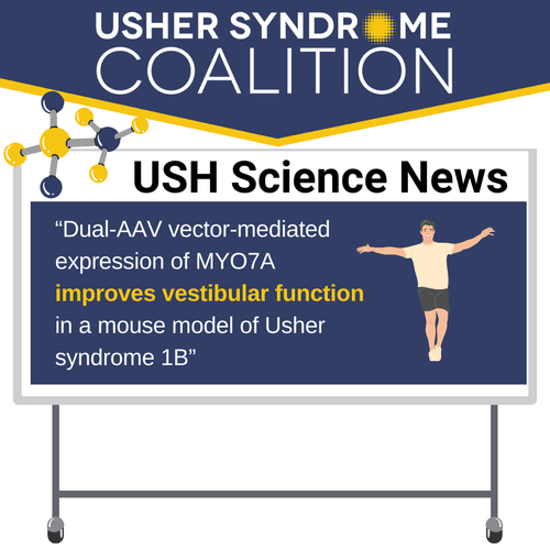 USH Science News: "Dual-AAV vector-mediated expression of MYO7A improves vestibular function in a mouse model of Usher syndrome 1B" There's a small image of a DNA molecule.