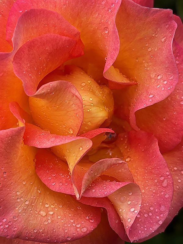 Rose Enfolding