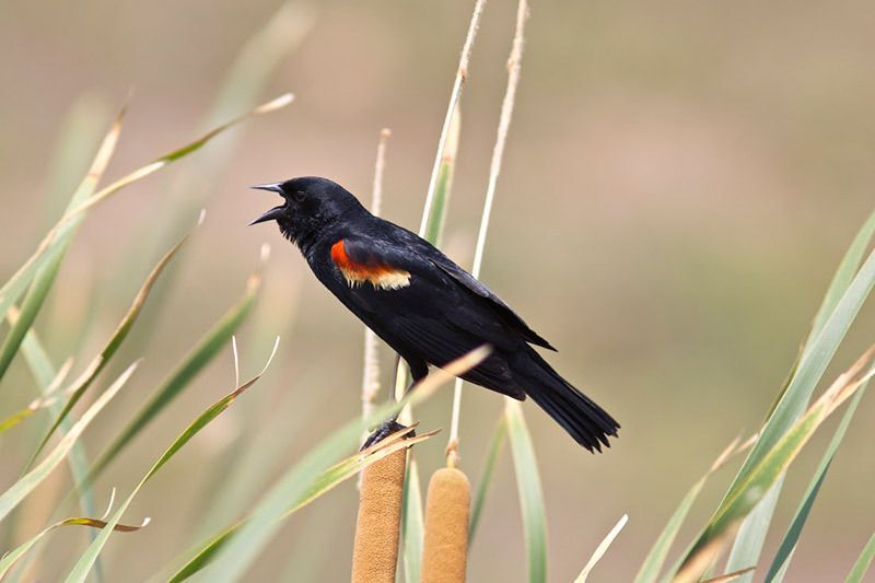 Red-winged Blackbird
